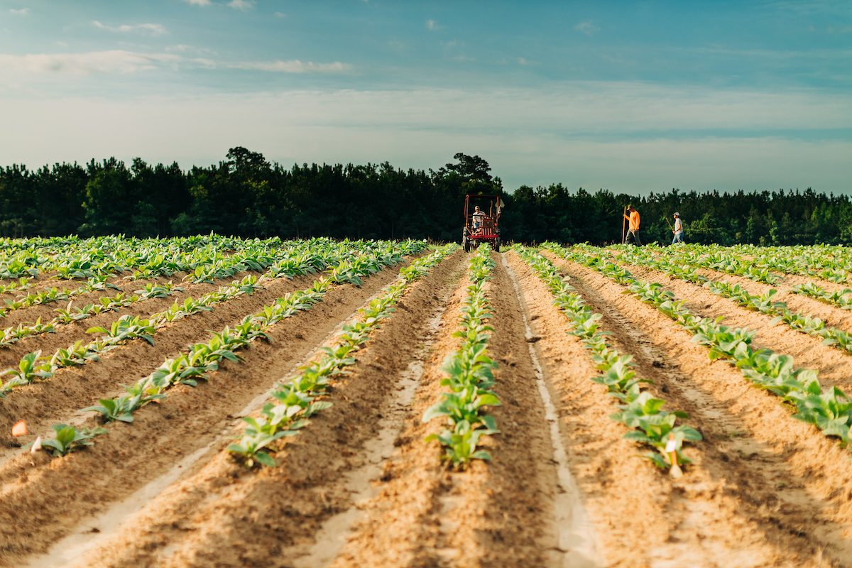 field with crops planted in rows